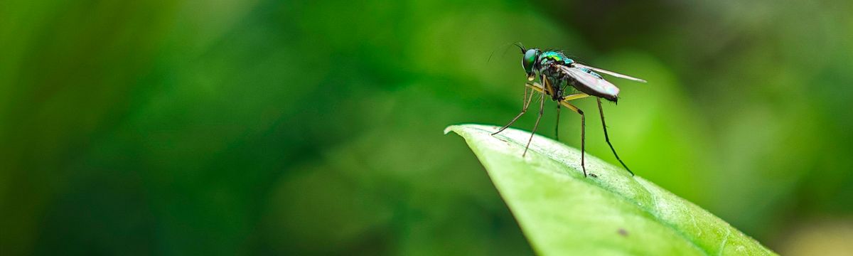 Dreaming of insects and spiders - macro photograph of a jewel bug on a twig