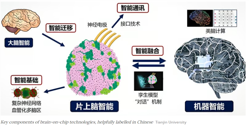 人脑直连机器：天津大学等实现「缸中大脑」控制机器人，脑机接口技术迈入新时代！-龙跃AI