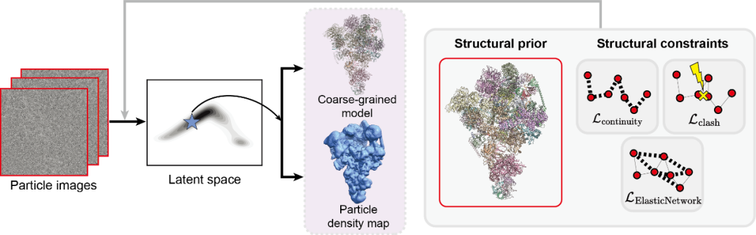 ByteDance Research登Nature子刊：AI+冷冻电镜，揭示蛋白质动态插图